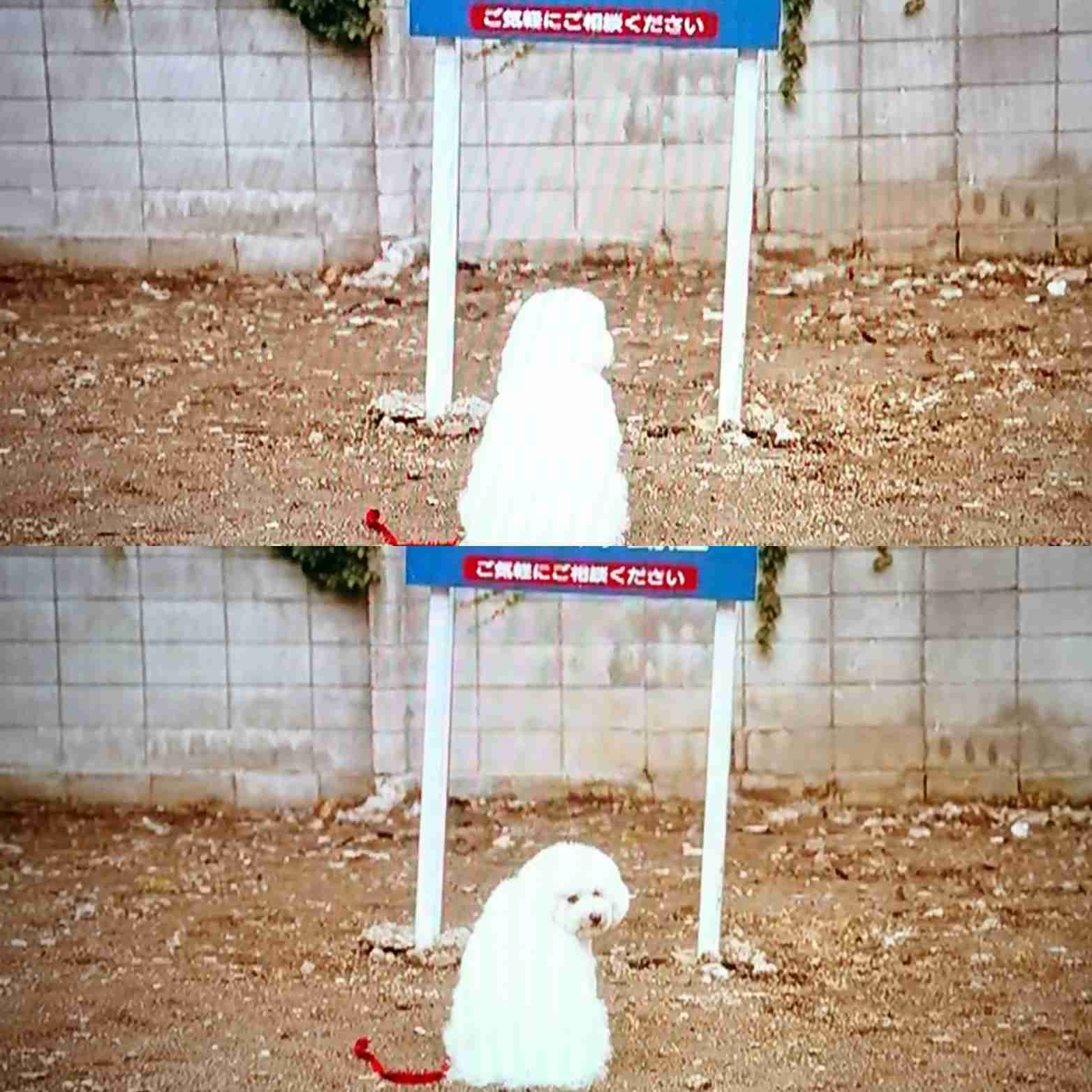 【実況、感想】僕とシッポと神楽坂 #01