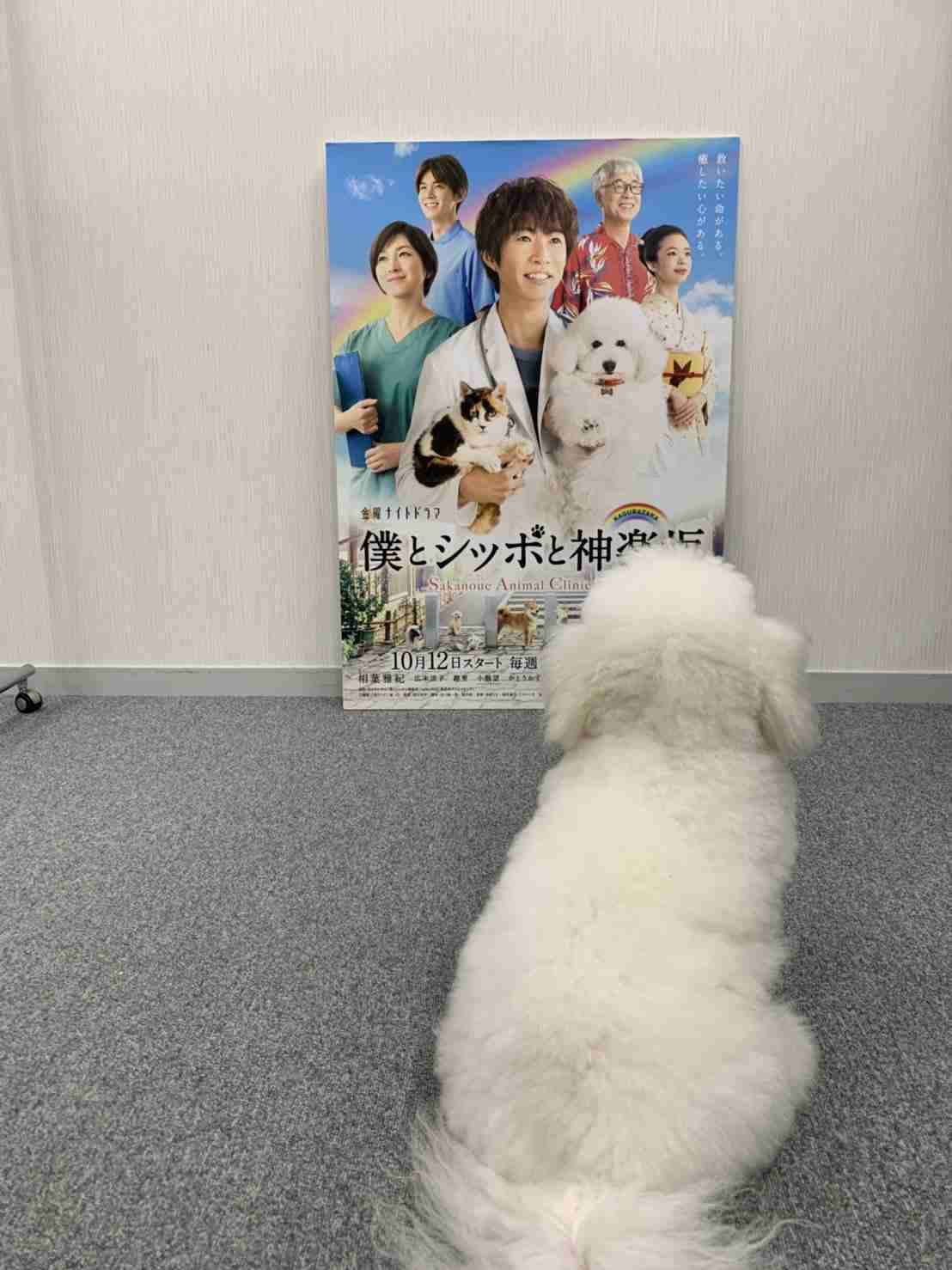 【実況、感想】僕とシッポと神楽坂 #01