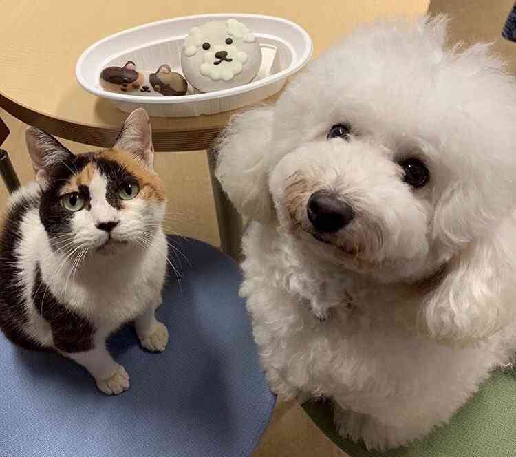 【実況、感想】僕とシッポと神楽坂 #01