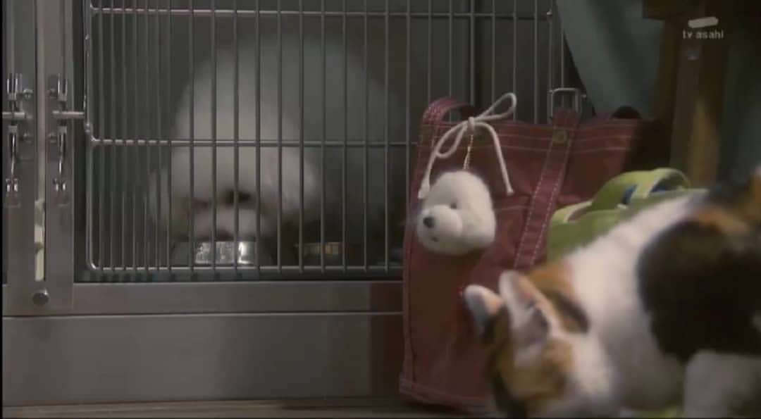 【実況、感想】僕とシッポと神楽坂 #01