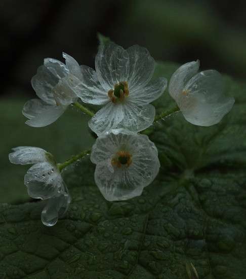 色んなガラス細工が見たい
