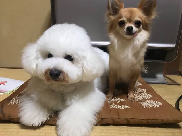 【実況、感想】僕とシッポと神楽坂 ＃06