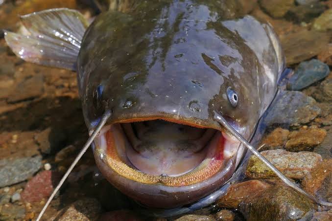 SUの不倫相手による元妻・大塚愛への煽りっぷりが異常と言われている件 / 美人モデル江夏詩織のインスタグラムがヤバイ