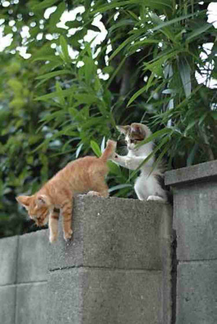 嘘みたいな画像を貼るトピ
