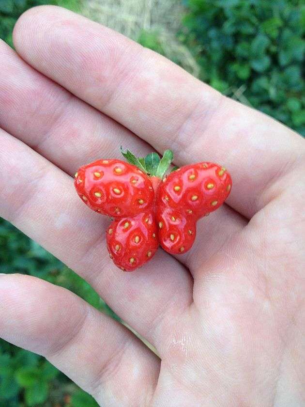 嘘みたいな画像を貼るトピ