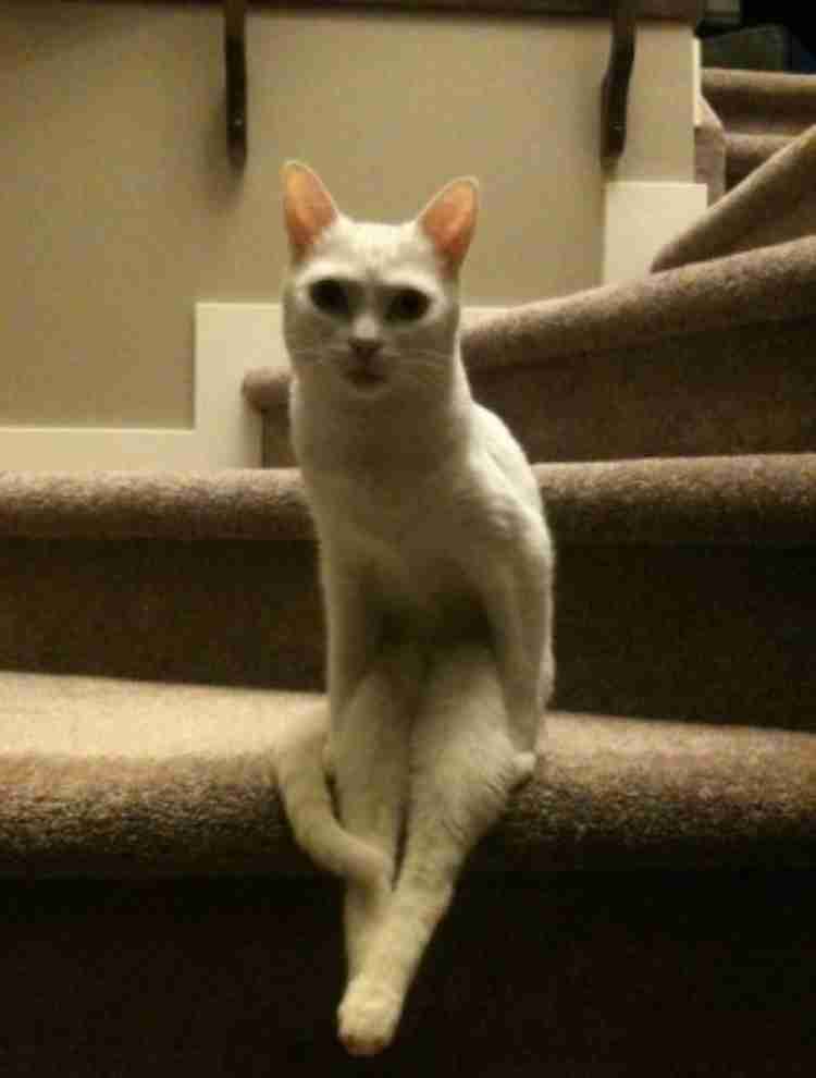 嘘みたいな画像を貼るトピ