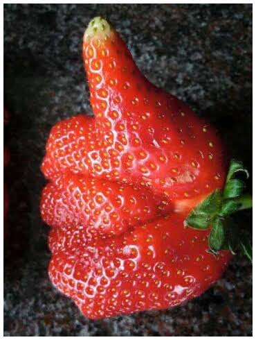 嘘みたいな画像を貼るトピ