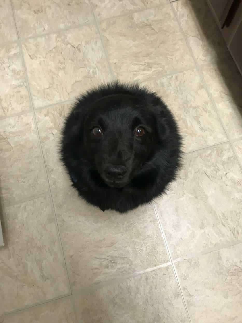 嘘みたいな画像を貼るトピ