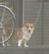 誰かに画像を探してもらうトピ