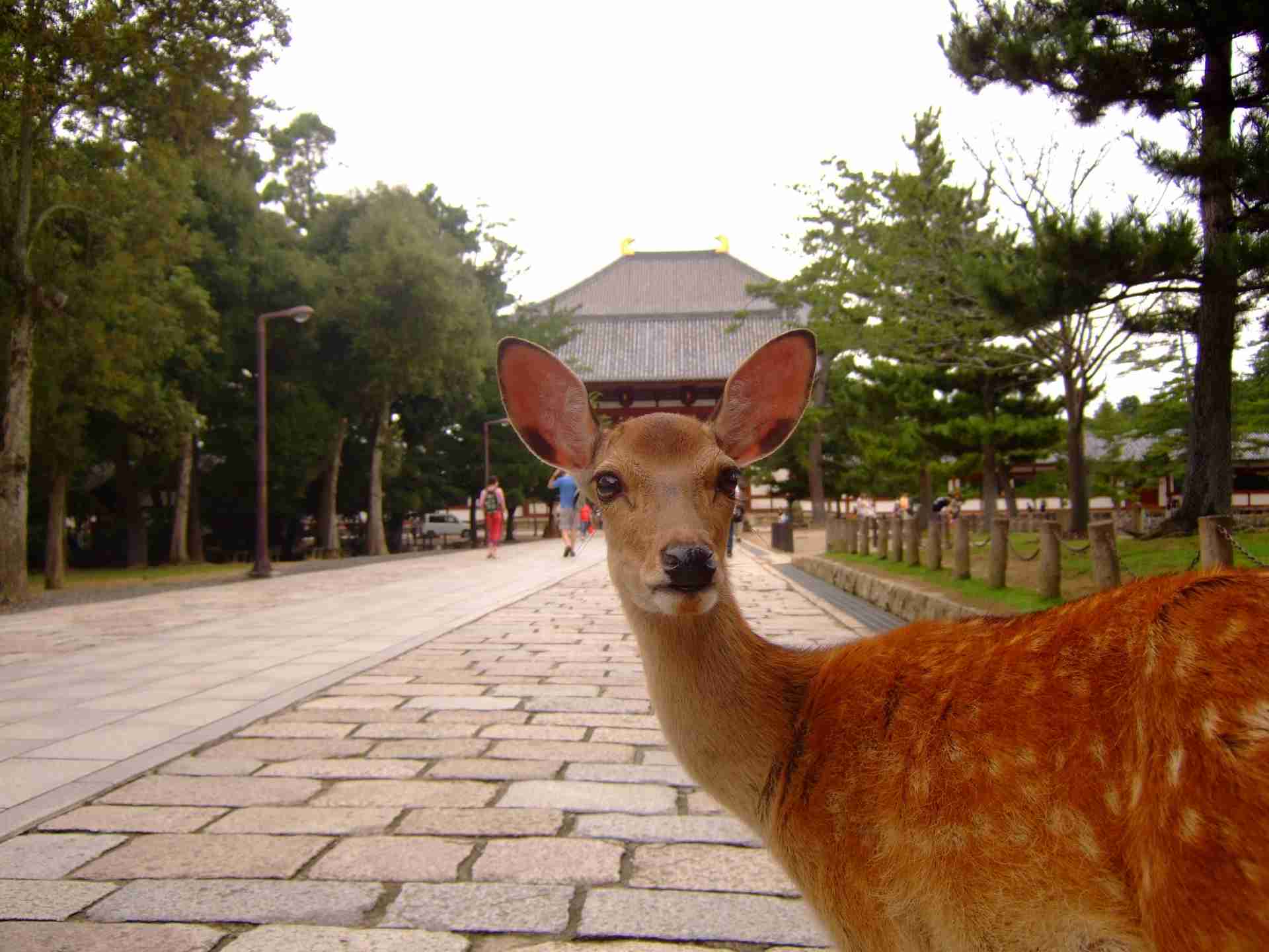 自分の住んでいる都道府県の画像を貼ってわかったらプラスを押すトピ