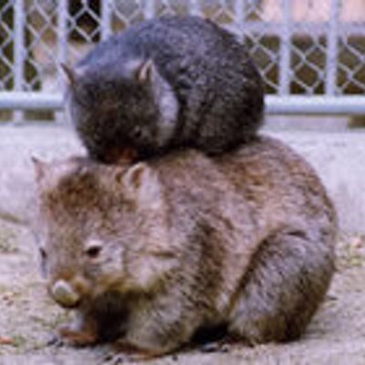 飼ってみたい動物はなんですか?