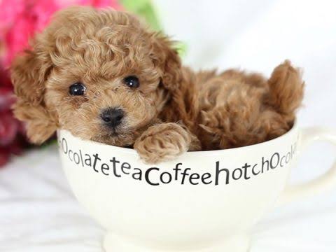 飼ってみたい動物はなんですか?
