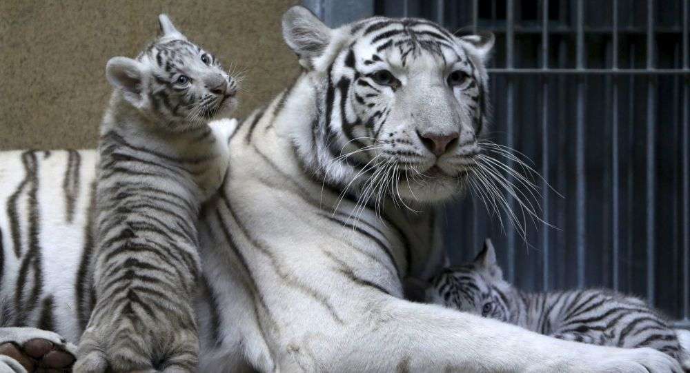 飼ってみたい動物はなんですか?