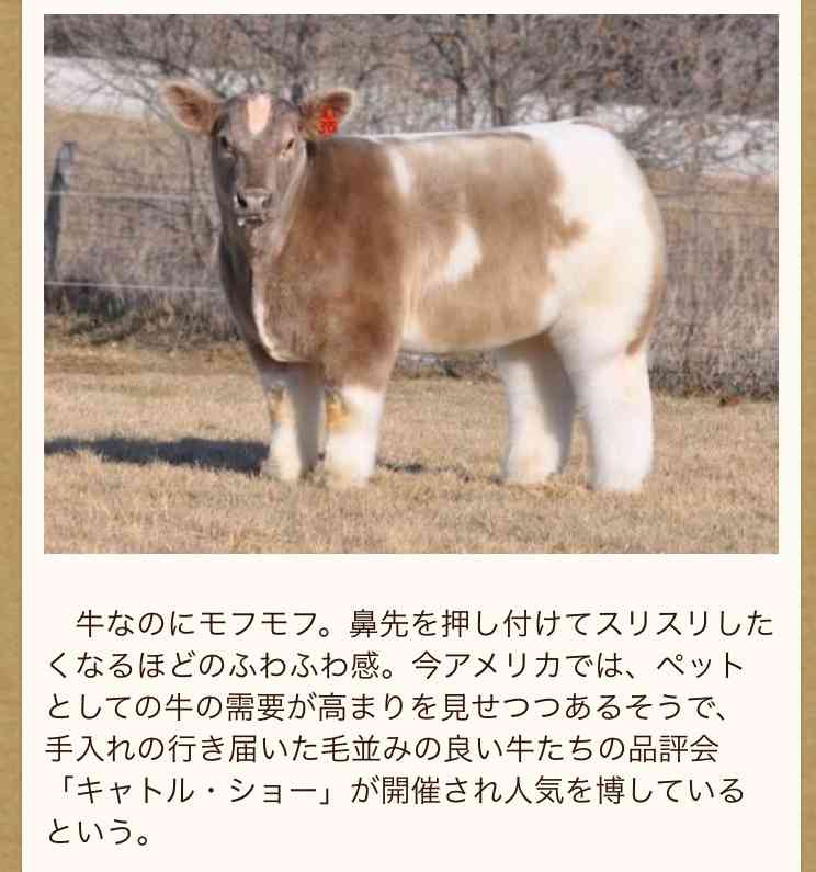 飼ってみたい動物はなんですか?