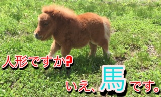 飼ってみたい動物はなんですか?