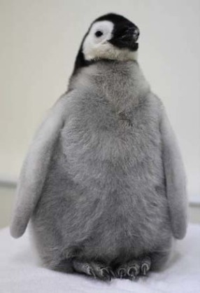 飼ってみたい動物はなんですか?
