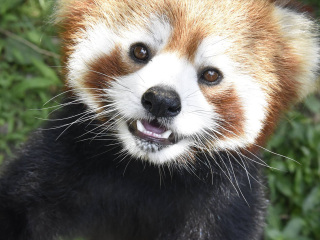 飼ってみたい動物はなんですか?