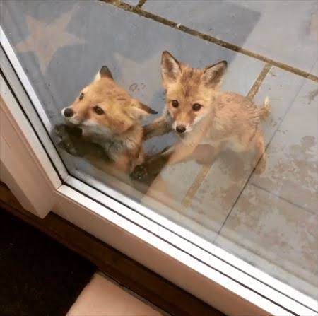 飼ってみたい動物はなんですか?