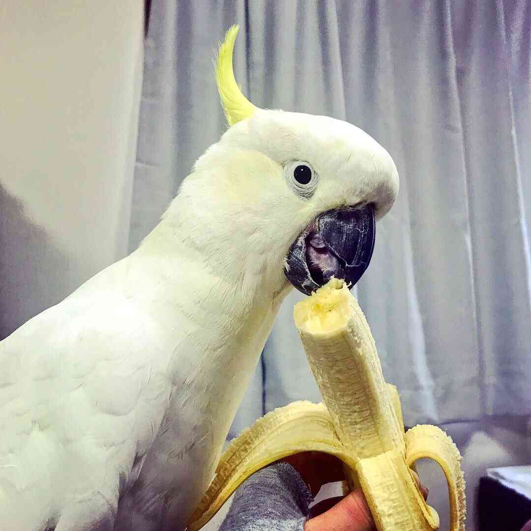 飼ってみたい動物はなんですか?
