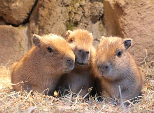 飼ってみたい動物はなんですか?