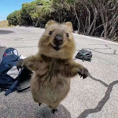 飼ってみたい動物はなんですか?