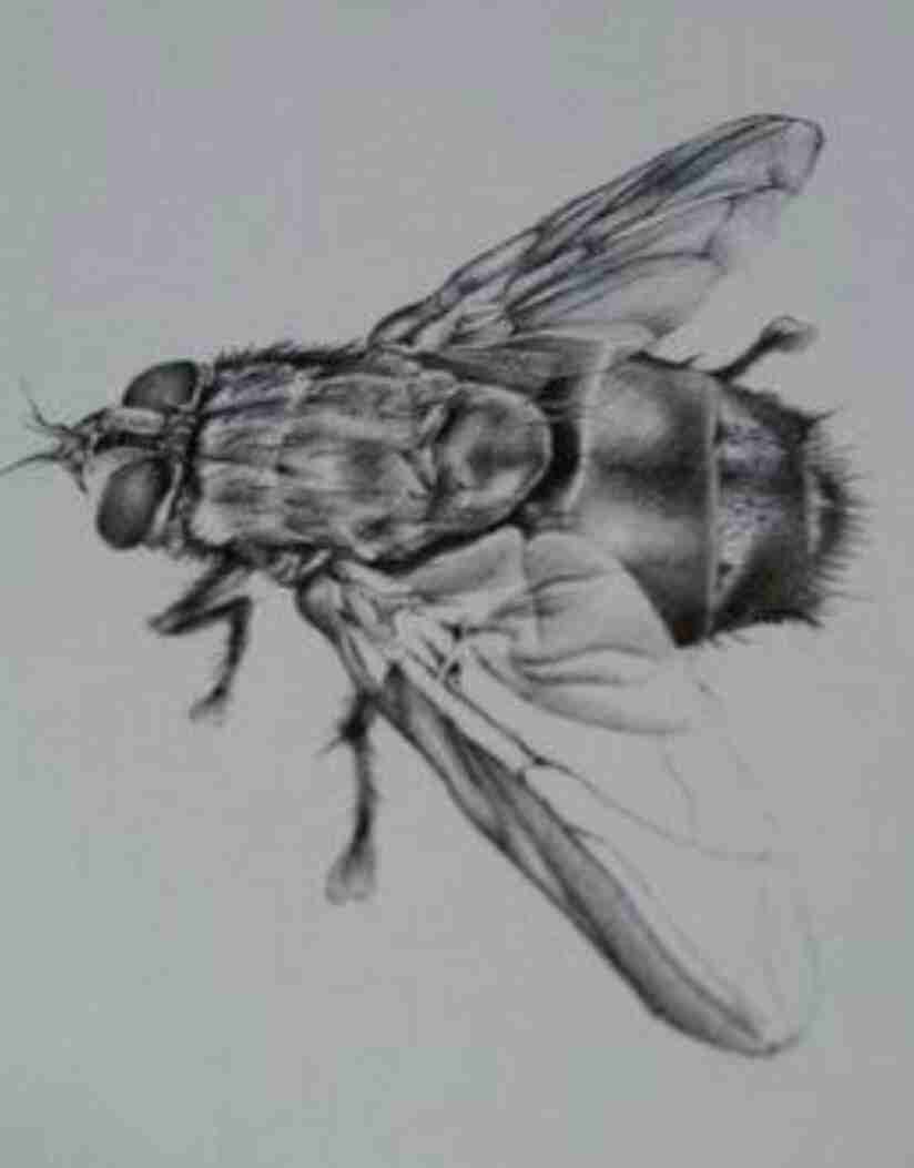 芸能人が描いた絵を載せるトピ♪