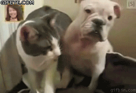 気が強そうな顔写真を貼るトピ