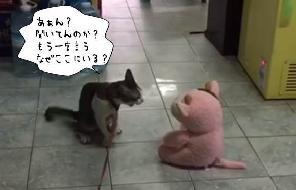 気が強そうな顔写真を貼るトピ