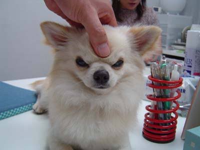 気が強そうな顔写真を貼るトピ