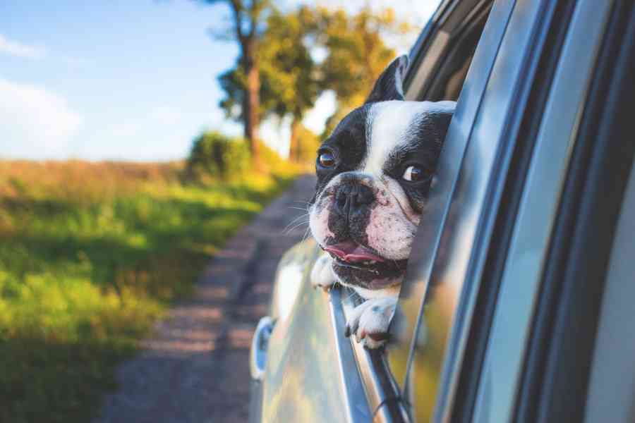 犬連れ旅行のオススメ