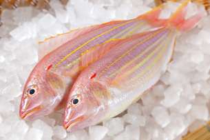 🐡よく買う魚は何ですか？🐟