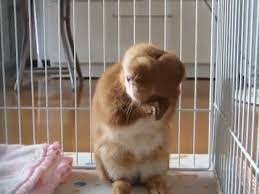 うさぎのいいところ