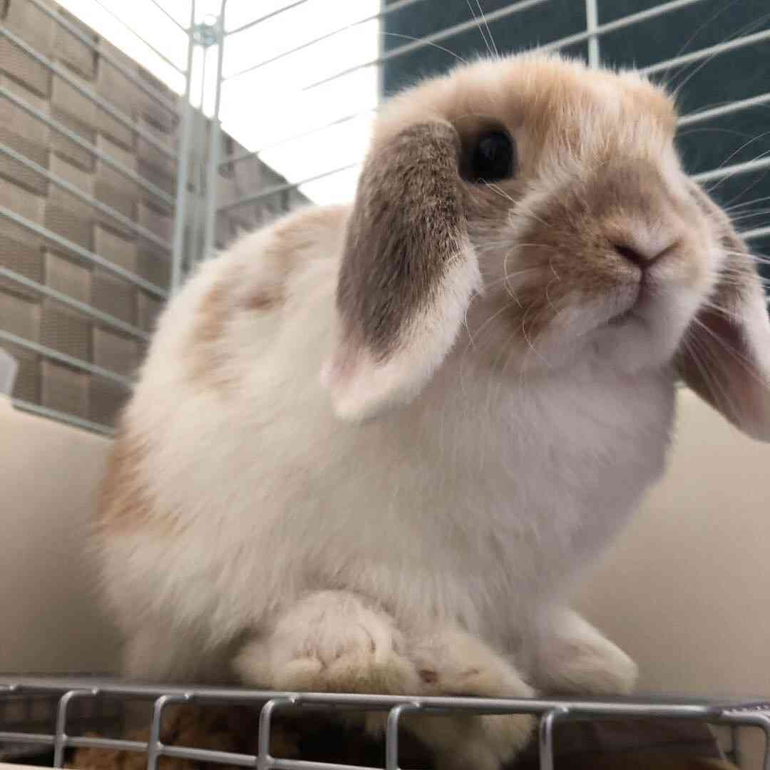 うさぎのいいところ