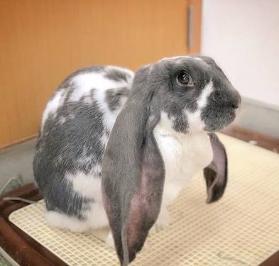 うさぎのいいところ