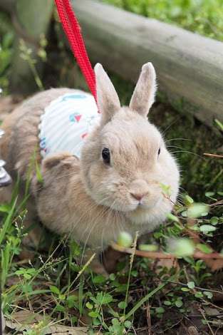 うさぎのいいところ