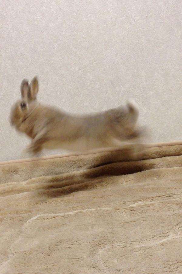 うさぎのいいところ