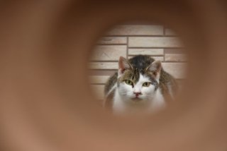 【大喜利】真夜中の訪問者