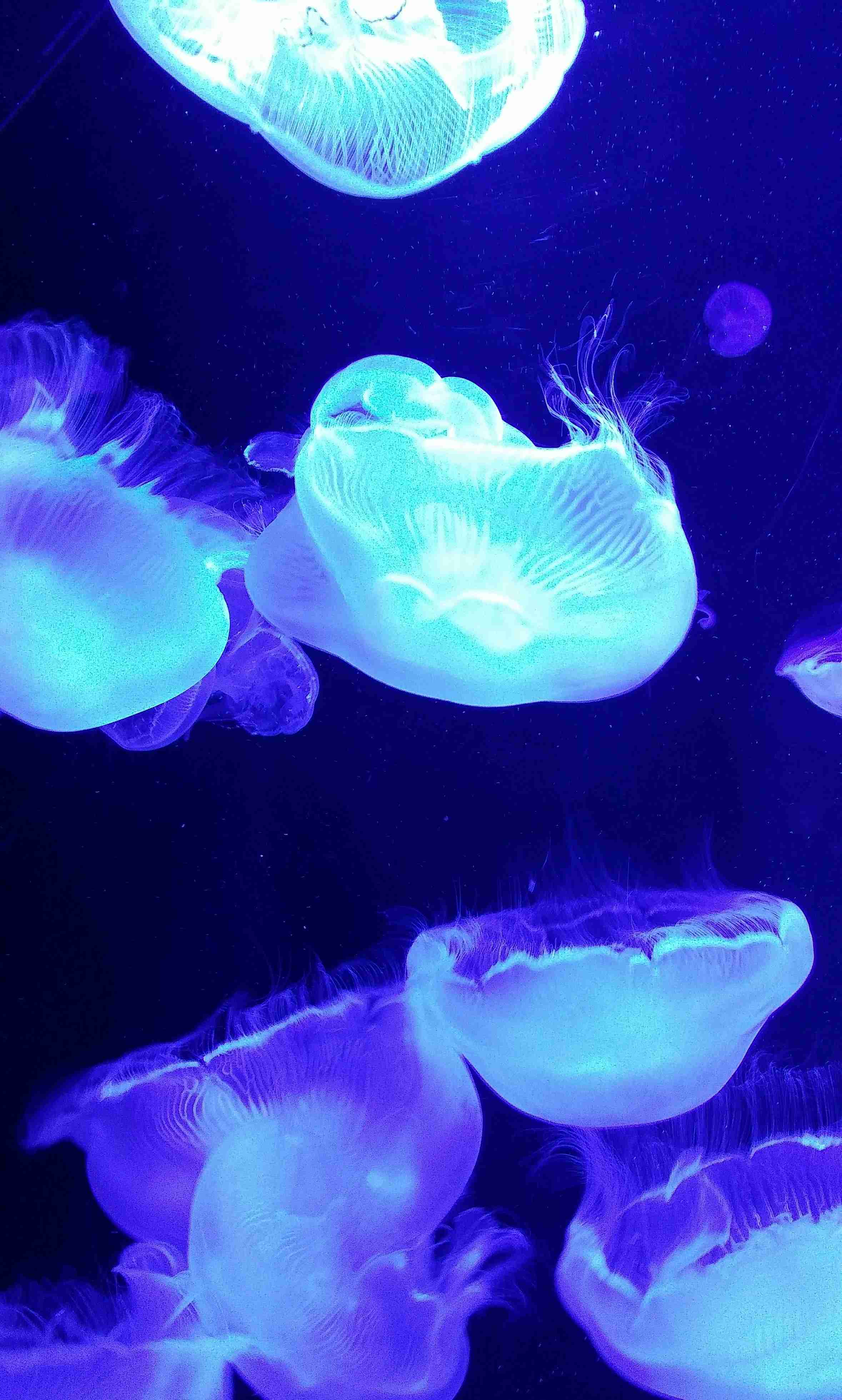 動物園・水族館あるある