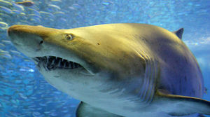 動物園・水族館あるある