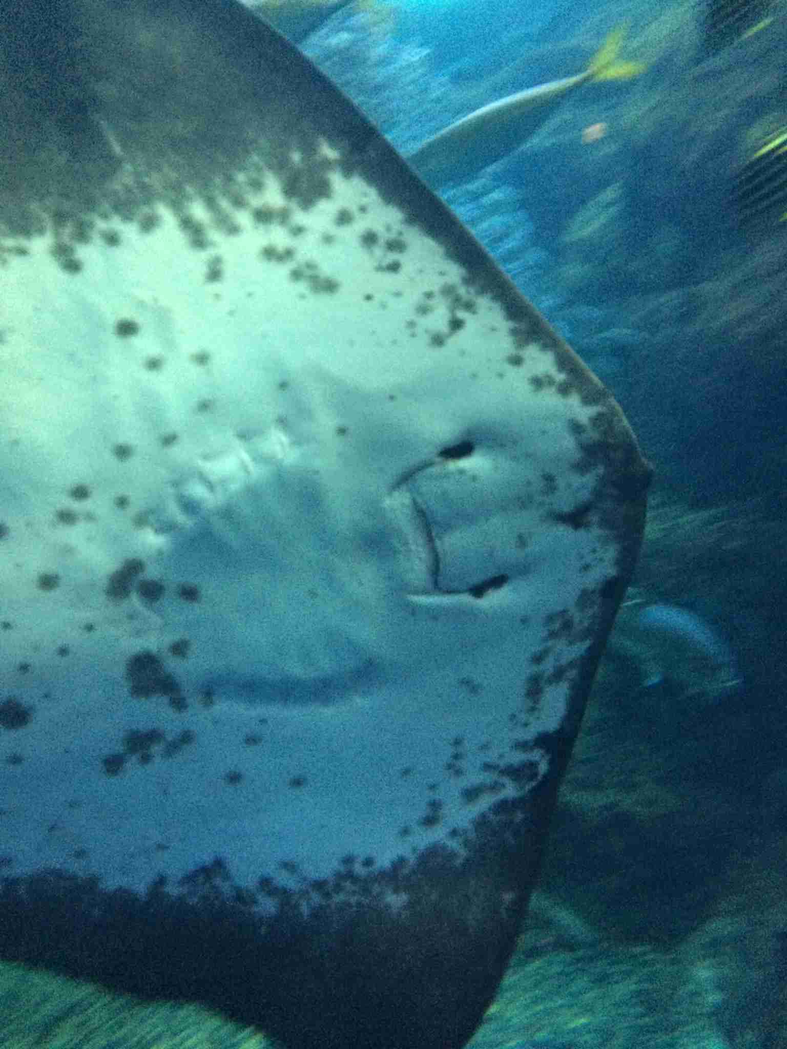 動物園・水族館あるある