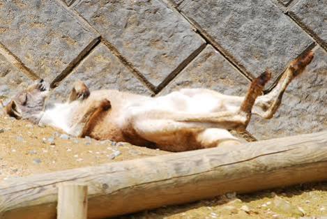 動物園・水族館あるある