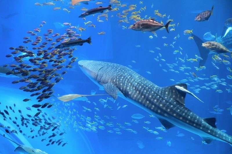 動物園・水族館あるある