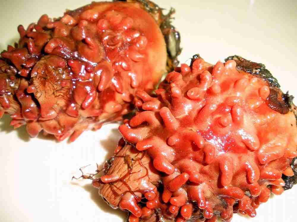 攻撃力高めな食べ物