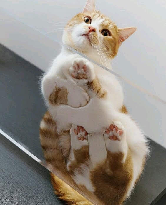 可愛い肉球を見てみ隊