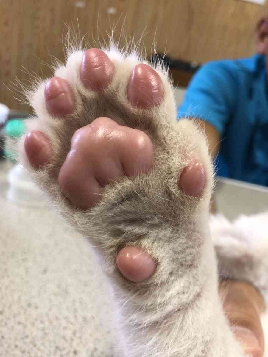 可愛い肉球を見てみ隊