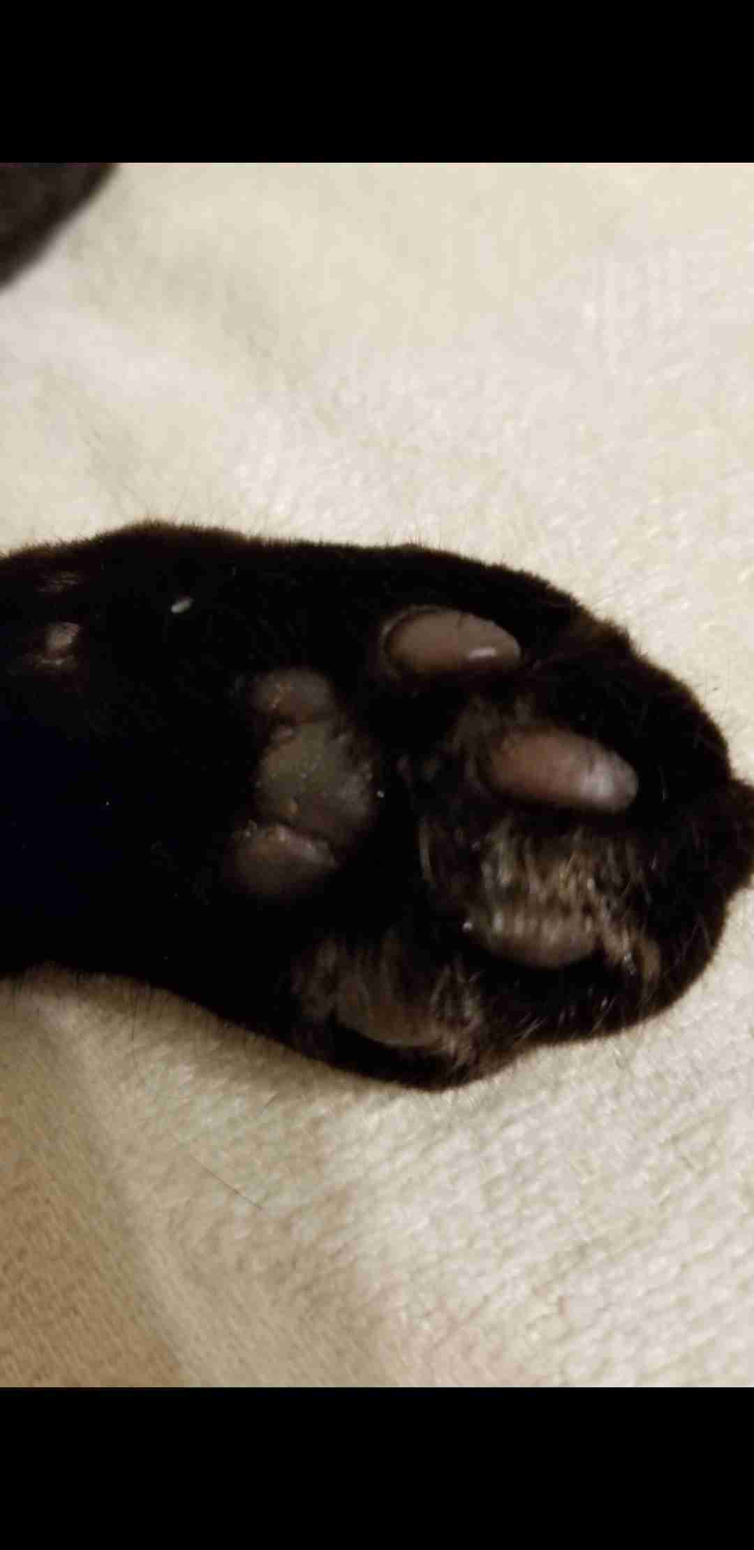 可愛い肉球を見てみ隊
