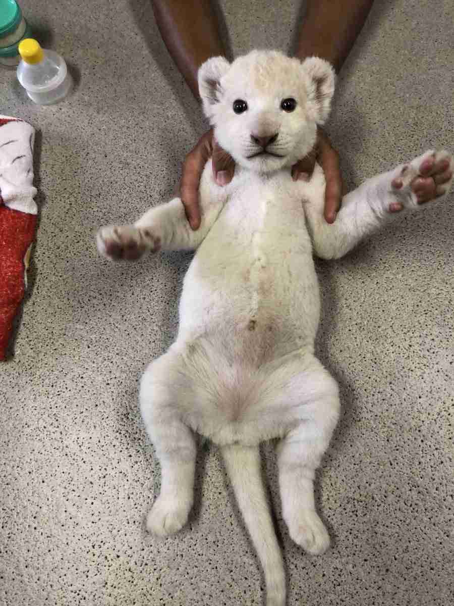 可愛い肉球を見てみ隊