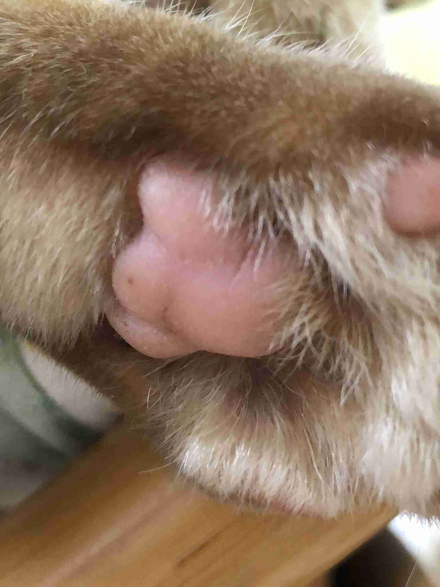可愛い肉球を見てみ隊