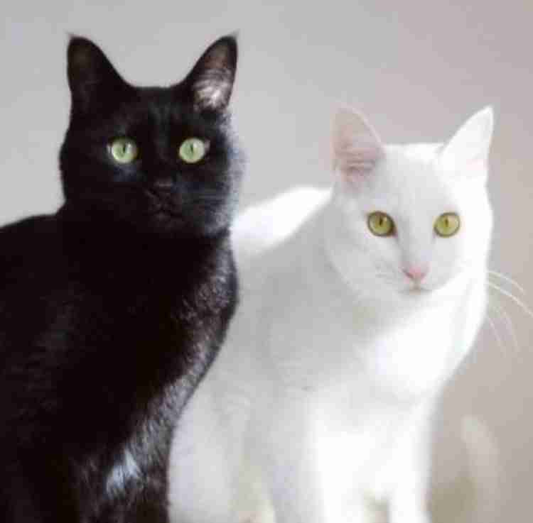 目の周りが黒い動物 クッションカバー 猫 ねこ ハチワレ 黒ブチ