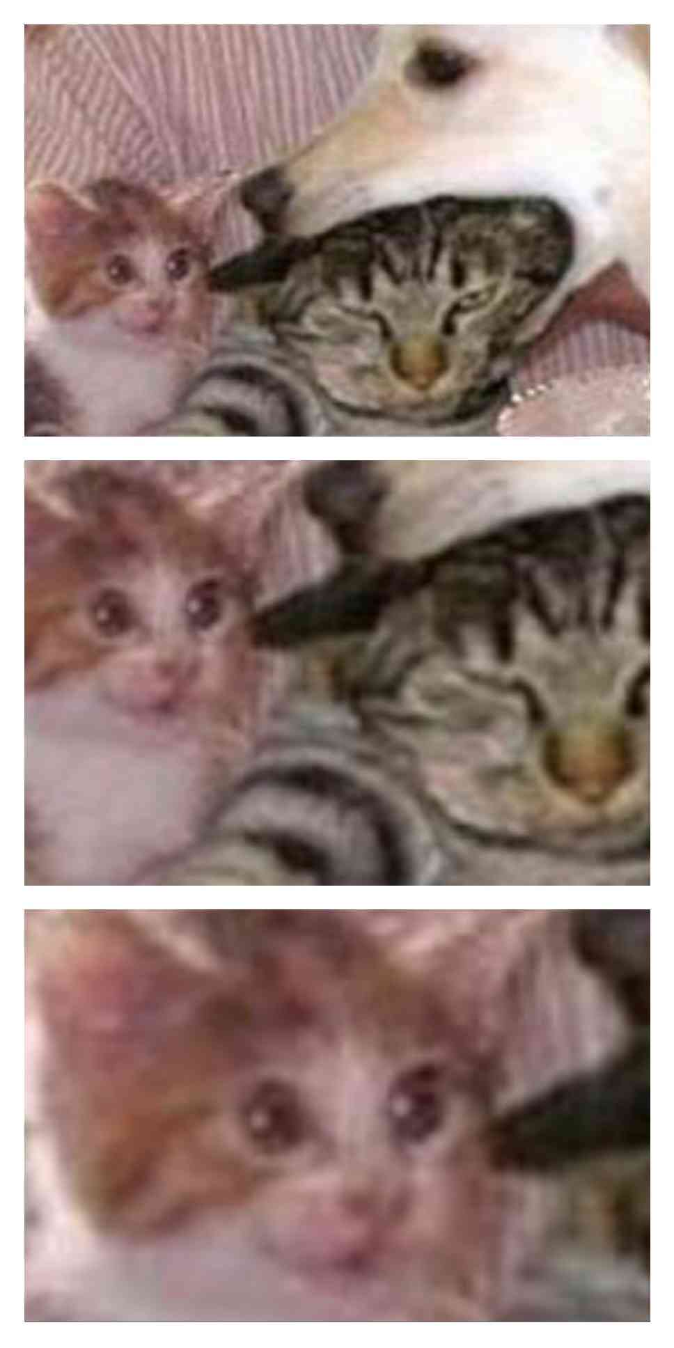 ビックリ顔、まったり顔の動物画像を貼るトピ